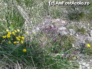 [P65] Transalpina acum, în multe imagini și puține cuvinte -E vară și-n munți...  » foto by Lyssys
 - 
<span class="allrVoted glyphicon glyphicon-heart hidden" id="av636551"></span>
<a class="m-l-10 hidden" id="sv636551" onclick="voting_Foto_DelVot(,636551,7149)" role="button">șterge vot <span class="glyphicon glyphicon-remove"></span></a>
<a id="v9636551" class=" c-red"  onclick="voting_Foto_SetVot(636551)" role="button"><span class="glyphicon glyphicon-heart-empty"></span> <b>LIKE</b> = Votează poza</a> <img class="hidden"  id="f636551W9" src="/imagini/loader.gif" border="0" /><span class="AjErrMes hidden" id="e636551ErM"></span>