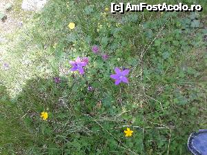 [P85] Transalpina acum, în multe imagini și puține cuvinte - A treia culoare din flora montană spontană...  » foto by Lyssys
 - 
<span class="allrVoted glyphicon glyphicon-heart hidden" id="av636571"></span>
<a class="m-l-10 hidden" id="sv636571" onclick="voting_Foto_DelVot(,636571,7149)" role="button">șterge vot <span class="glyphicon glyphicon-remove"></span></a>
<a id="v9636571" class=" c-red"  onclick="voting_Foto_SetVot(636571)" role="button"><span class="glyphicon glyphicon-heart-empty"></span> <b>LIKE</b> = Votează poza</a> <img class="hidden"  id="f636571W9" src="/imagini/loader.gif" border="0" /><span class="AjErrMes hidden" id="e636571ErM"></span>