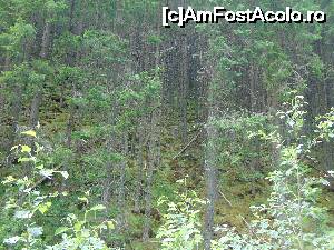 [P50] Transalpina. Spre Sebes.  » foto by DanTal74
 - 
<span class="allrVoted glyphicon glyphicon-heart hidden" id="av702732"></span>
<a class="m-l-10 hidden" id="sv702732" onclick="voting_Foto_DelVot(,702732,7149)" role="button">șterge vot <span class="glyphicon glyphicon-remove"></span></a>
<a id="v9702732" class=" c-red"  onclick="voting_Foto_SetVot(702732)" role="button"><span class="glyphicon glyphicon-heart-empty"></span> <b>LIKE</b> = Votează poza</a> <img class="hidden"  id="f702732W9" src="/imagini/loader.gif" border="0" /><span class="AjErrMes hidden" id="e702732ErM"></span>