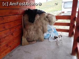 [P23] Transalpina in luna iulie, viitorul paznic la stana » foto by Dana2008
 - 
<span class="allrVoted glyphicon glyphicon-heart hidden" id="av926179"></span>
<a class="m-l-10 hidden" id="sv926179" onclick="voting_Foto_DelVot(,926179,7149)" role="button">șterge vot <span class="glyphicon glyphicon-remove"></span></a>
<a id="v9926179" class=" c-red"  onclick="voting_Foto_SetVot(926179)" role="button"><span class="glyphicon glyphicon-heart-empty"></span> <b>LIKE</b> = Votează poza</a> <img class="hidden"  id="f926179W9" src="/imagini/loader.gif" border="0" /><span class="AjErrMes hidden" id="e926179ErM"></span>