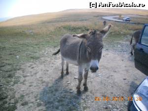 [P19] magarusul de pe traseu » foto by zlatna
 - 
<span class="allrVoted glyphicon glyphicon-heart hidden" id="av661864"></span>
<a class="m-l-10 hidden" id="sv661864" onclick="voting_Foto_DelVot(,661864,7149)" role="button">șterge vot <span class="glyphicon glyphicon-remove"></span></a>
<a id="v9661864" class=" c-red"  onclick="voting_Foto_SetVot(661864)" role="button"><span class="glyphicon glyphicon-heart-empty"></span> <b>LIKE</b> = Votează poza</a> <img class="hidden"  id="f661864W9" src="/imagini/loader.gif" border="0" /><span class="AjErrMes hidden" id="e661864ErM"></span>