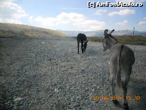 [P20] alti magarusii de pe traseu » foto by zlatna
 - 
<span class="allrVoted glyphicon glyphicon-heart hidden" id="av661865"></span>
<a class="m-l-10 hidden" id="sv661865" onclick="voting_Foto_DelVot(,661865,7149)" role="button">șterge vot <span class="glyphicon glyphicon-remove"></span></a>
<a id="v9661865" class=" c-red"  onclick="voting_Foto_SetVot(661865)" role="button"><span class="glyphicon glyphicon-heart-empty"></span> <b>LIKE</b> = Votează poza</a> <img class="hidden"  id="f661865W9" src="/imagini/loader.gif" border="0" /><span class="AjErrMes hidden" id="e661865ErM"></span>