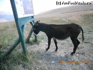 [P34] si magarusii se informeaza » foto by zlatna
 - 
<span class="allrVoted glyphicon glyphicon-heart hidden" id="av661892"></span>
<a class="m-l-10 hidden" id="sv661892" onclick="voting_Foto_DelVot(,661892,7149)" role="button">șterge vot <span class="glyphicon glyphicon-remove"></span></a>
<a id="v9661892" class=" c-red"  onclick="voting_Foto_SetVot(661892)" role="button"><span class="glyphicon glyphicon-heart-empty"></span> <b>LIKE</b> = Votează poza</a> <img class="hidden"  id="f661892W9" src="/imagini/loader.gif" border="0" /><span class="AjErrMes hidden" id="e661892ErM"></span>