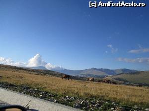 [P35] calutii la pascut » foto by zlatna
 - 
<span class="allrVoted glyphicon glyphicon-heart hidden" id="av661895"></span>
<a class="m-l-10 hidden" id="sv661895" onclick="voting_Foto_DelVot(,661895,7149)" role="button">șterge vot <span class="glyphicon glyphicon-remove"></span></a>
<a id="v9661895" class=" c-red"  onclick="voting_Foto_SetVot(661895)" role="button"><span class="glyphicon glyphicon-heart-empty"></span> <b>LIKE</b> = Votează poza</a> <img class="hidden"  id="f661895W9" src="/imagini/loader.gif" border="0" /><span class="AjErrMes hidden" id="e661895ErM"></span>