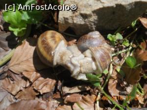 [P02] doi melci care se iubesc » foto by zlatna
 - 
<span class="allrVoted glyphicon glyphicon-heart hidden" id="av744030"></span>
<a class="m-l-10 hidden" id="sv744030" onclick="voting_Foto_DelVot(,744030,7149)" role="button">șterge vot <span class="glyphicon glyphicon-remove"></span></a>
<a id="v9744030" class=" c-red"  onclick="voting_Foto_SetVot(744030)" role="button"><span class="glyphicon glyphicon-heart-empty"></span> <b>LIKE</b> = Votează poza</a> <img class="hidden"  id="f744030W9" src="/imagini/loader.gif" border="0" /><span class="AjErrMes hidden" id="e744030ErM"></span>