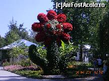[P12] Şi florile ne întâmpină cu un zâmbet. » foto by doina_c24
 - 
<span class="allrVoted glyphicon glyphicon-heart hidden" id="av318072"></span>
<a class="m-l-10 hidden" id="sv318072" onclick="voting_Foto_DelVot(,318072,7326)" role="button">șterge vot <span class="glyphicon glyphicon-remove"></span></a>
<a id="v9318072" class=" c-red"  onclick="voting_Foto_SetVot(318072)" role="button"><span class="glyphicon glyphicon-heart-empty"></span> <b>LIKE</b> = Votează poza</a> <img class="hidden"  id="f318072W9" src="/imagini/loader.gif" border="0" /><span class="AjErrMes hidden" id="e318072ErM"></span>