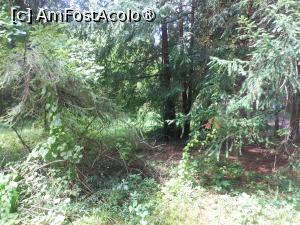 [P11] Parcul dendrologic - Dofteana. În pădure. » foto by iulianic
 - 
<span class="allrVoted glyphicon glyphicon-heart hidden" id="av1476237"></span>
<a class="m-l-10 hidden" id="sv1476237" onclick="voting_Foto_DelVot(,1476237,7361)" role="button">șterge vot <span class="glyphicon glyphicon-remove"></span></a>
<a id="v91476237" class=" c-red"  onclick="voting_Foto_SetVot(1476237)" role="button"><span class="glyphicon glyphicon-heart-empty"></span> <b>LIKE</b> = Votează poza</a> <img class="hidden"  id="f1476237W9" src="/imagini/loader.gif" border="0" /><span class="AjErrMes hidden" id="e1476237ErM"></span>