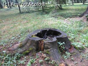 [P12] Parcul dendrologic - Dofteana. În pădure. » foto by iulianic
 - 
<span class="allrVoted glyphicon glyphicon-heart hidden" id="av1476238"></span>
<a class="m-l-10 hidden" id="sv1476238" onclick="voting_Foto_DelVot(,1476238,7361)" role="button">șterge vot <span class="glyphicon glyphicon-remove"></span></a>
<a id="v91476238" class=" c-red"  onclick="voting_Foto_SetVot(1476238)" role="button"><span class="glyphicon glyphicon-heart-empty"></span> <b>LIKE</b> = Votează poza</a> <img class="hidden"  id="f1476238W9" src="/imagini/loader.gif" border="0" /><span class="AjErrMes hidden" id="e1476238ErM"></span>