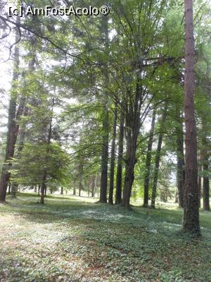 [P14] Parcul dendrologic - Dofteana. În pădure. » foto by iulianic
 - 
<span class="allrVoted glyphicon glyphicon-heart hidden" id="av1476240"></span>
<a class="m-l-10 hidden" id="sv1476240" onclick="voting_Foto_DelVot(,1476240,7361)" role="button">șterge vot <span class="glyphicon glyphicon-remove"></span></a>
<a id="v91476240" class=" c-red"  onclick="voting_Foto_SetVot(1476240)" role="button"><span class="glyphicon glyphicon-heart-empty"></span> <b>LIKE</b> = Votează poza</a> <img class="hidden"  id="f1476240W9" src="/imagini/loader.gif" border="0" /><span class="AjErrMes hidden" id="e1476240ErM"></span>