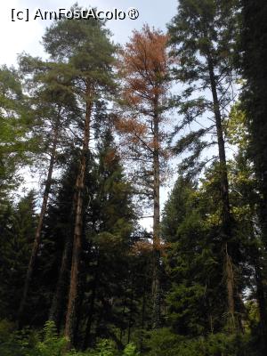 [P16] Parcul dendrologic - Dofteana. În pădure. » foto by iulianic
 - 
<span class="allrVoted glyphicon glyphicon-heart hidden" id="av1476242"></span>
<a class="m-l-10 hidden" id="sv1476242" onclick="voting_Foto_DelVot(,1476242,7361)" role="button">șterge vot <span class="glyphicon glyphicon-remove"></span></a>
<a id="v91476242" class=" c-red"  onclick="voting_Foto_SetVot(1476242)" role="button"><span class="glyphicon glyphicon-heart-empty"></span> <b>LIKE</b> = Votează poza</a> <img class="hidden"  id="f1476242W9" src="/imagini/loader.gif" border="0" /><span class="AjErrMes hidden" id="e1476242ErM"></span>