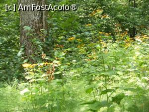 [P19] Parcul dendrologic - Dofteana. În pădure. » foto by iulianic
 - 
<span class="allrVoted glyphicon glyphicon-heart hidden" id="av1476245"></span>
<a class="m-l-10 hidden" id="sv1476245" onclick="voting_Foto_DelVot(,1476245,7361)" role="button">șterge vot <span class="glyphicon glyphicon-remove"></span></a>
<a id="v91476245" class=" c-red"  onclick="voting_Foto_SetVot(1476245)" role="button"><span class="glyphicon glyphicon-heart-empty"></span> <b>LIKE</b> = Votează poza</a> <img class="hidden"  id="f1476245W9" src="/imagini/loader.gif" border="0" /><span class="AjErrMes hidden" id="e1476245ErM"></span>