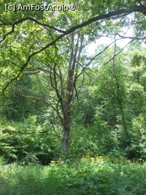 [P20] Parcul dendrologic - Dofteana. În pădure. » foto by iulianic
 - 
<span class="allrVoted glyphicon glyphicon-heart hidden" id="av1476246"></span>
<a class="m-l-10 hidden" id="sv1476246" onclick="voting_Foto_DelVot(,1476246,7361)" role="button">șterge vot <span class="glyphicon glyphicon-remove"></span></a>
<a id="v91476246" class=" c-red"  onclick="voting_Foto_SetVot(1476246)" role="button"><span class="glyphicon glyphicon-heart-empty"></span> <b>LIKE</b> = Votează poza</a> <img class="hidden"  id="f1476246W9" src="/imagini/loader.gif" border="0" /><span class="AjErrMes hidden" id="e1476246ErM"></span>