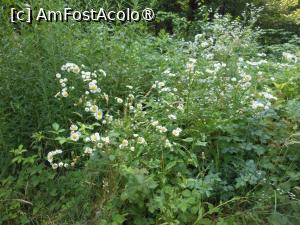 [P23] Parcul dendrologic - Dofteana. În pădure. » foto by iulianic
 - 
<span class="allrVoted glyphicon glyphicon-heart hidden" id="av1476249"></span>
<a class="m-l-10 hidden" id="sv1476249" onclick="voting_Foto_DelVot(,1476249,7361)" role="button">șterge vot <span class="glyphicon glyphicon-remove"></span></a>
<a id="v91476249" class=" c-red"  onclick="voting_Foto_SetVot(1476249)" role="button"><span class="glyphicon glyphicon-heart-empty"></span> <b>LIKE</b> = Votează poza</a> <img class="hidden"  id="f1476249W9" src="/imagini/loader.gif" border="0" /><span class="AjErrMes hidden" id="e1476249ErM"></span>