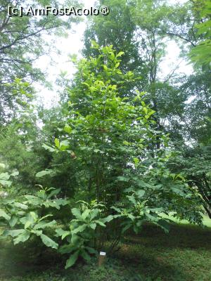 [P28] Parcul dendrologic - Dofteana. » foto by iulianic
 - 
<span class="allrVoted glyphicon glyphicon-heart hidden" id="av1476254"></span>
<a class="m-l-10 hidden" id="sv1476254" onclick="voting_Foto_DelVot(,1476254,7361)" role="button">șterge vot <span class="glyphicon glyphicon-remove"></span></a>
<a id="v91476254" class=" c-red"  onclick="voting_Foto_SetVot(1476254)" role="button"><span class="glyphicon glyphicon-heart-empty"></span> <b>LIKE</b> = Votează poza</a> <img class="hidden"  id="f1476254W9" src="/imagini/loader.gif" border="0" /><span class="AjErrMes hidden" id="e1476254ErM"></span>