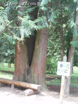 [P07] Parcul dendrologic - Dofteana. Locuri de popas. » foto by iulianic
 - 
<span class="allrVoted glyphicon glyphicon-heart hidden" id="av1476233"></span>
<a class="m-l-10 hidden" id="sv1476233" onclick="voting_Foto_DelVot(,1476233,7361)" role="button">șterge vot <span class="glyphicon glyphicon-remove"></span></a>
<a id="v91476233" class=" c-red"  onclick="voting_Foto_SetVot(1476233)" role="button"><span class="glyphicon glyphicon-heart-empty"></span> <b>LIKE</b> = Votează poza</a> <img class="hidden"  id="f1476233W9" src="/imagini/loader.gif" border="0" /><span class="AjErrMes hidden" id="e1476233ErM"></span>
