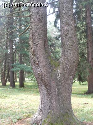 [P09] Parcul dendrologic - Dofteana. În pădure. » foto by iulianic
 - 
<span class="allrVoted glyphicon glyphicon-heart hidden" id="av1476235"></span>
<a class="m-l-10 hidden" id="sv1476235" onclick="voting_Foto_DelVot(,1476235,7361)" role="button">șterge vot <span class="glyphicon glyphicon-remove"></span></a>
<a id="v91476235" class=" c-red"  onclick="voting_Foto_SetVot(1476235)" role="button"><span class="glyphicon glyphicon-heart-empty"></span> <b>LIKE</b> = Votează poza</a> <img class="hidden"  id="f1476235W9" src="/imagini/loader.gif" border="0" /><span class="AjErrMes hidden" id="e1476235ErM"></span>