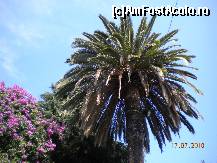 [P10] Un palmier foarte inalt in parc » foto by Alina Morar
 - 
<span class="allrVoted glyphicon glyphicon-heart hidden" id="av135175"></span>
<a class="m-l-10 hidden" id="sv135175" onclick="voting_Foto_DelVot(,135175,7390)" role="button">șterge vot <span class="glyphicon glyphicon-remove"></span></a>
<a id="v9135175" class=" c-red"  onclick="voting_Foto_SetVot(135175)" role="button"><span class="glyphicon glyphicon-heart-empty"></span> <b>LIKE</b> = Votează poza</a> <img class="hidden"  id="f135175W9" src="/imagini/loader.gif" border="0" /><span class="AjErrMes hidden" id="e135175ErM"></span>