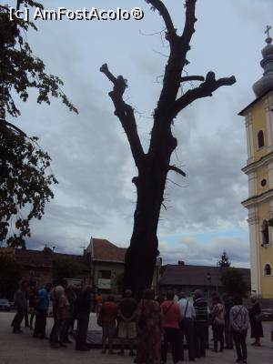 [P23] 23. Între atâția copaci înverziți, unul ce pare uscat iese în evidență.  » foto by msnd
 - 
<span class="allrVoted glyphicon glyphicon-heart hidden" id="av1154079"></span>
<a class="m-l-10 hidden" id="sv1154079" onclick="voting_Foto_DelVot(,1154079,7527)" role="button">șterge vot <span class="glyphicon glyphicon-remove"></span></a>
<a id="v91154079" class=" c-red"  onclick="voting_Foto_SetVot(1154079)" role="button"><span class="glyphicon glyphicon-heart-empty"></span> <b>LIKE</b> = Votează poza</a> <img class="hidden"  id="f1154079W9" src="/imagini/loader.gif" border="0" /><span class="AjErrMes hidden" id="e1154079ErM"></span>
