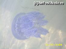 [P26] meduza la o scurta plimbare » foto by szik173
 - 
<span class="allrVoted glyphicon glyphicon-heart hidden" id="av154882"></span>
<a class="m-l-10 hidden" id="sv154882" onclick="voting_Foto_DelVot(,154882,7618)" role="button">șterge vot <span class="glyphicon glyphicon-remove"></span></a>
<a id="v9154882" class=" c-red"  onclick="voting_Foto_SetVot(154882)" role="button"><span class="glyphicon glyphicon-heart-empty"></span> <b>LIKE</b> = Votează poza</a> <img class="hidden"  id="f154882W9" src="/imagini/loader.gif" border="0" /><span class="AjErrMes hidden" id="e154882ErM"></span>