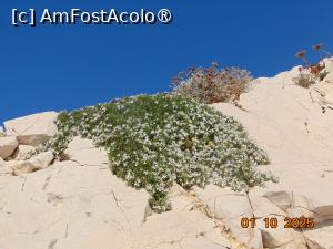 [P73] insula Pomegues,plante tipice litoralului provensal » foto by Yolanda
 - 
<span class="allrVoted glyphicon glyphicon-heart hidden" id="av1513573"></span>
<a class="m-l-10 hidden" id="sv1513573" onclick="voting_Foto_DelVot(,1513573,7772)" role="button">șterge vot <span class="glyphicon glyphicon-remove"></span></a>
<a id="v91513573" class=" c-red"  onclick="voting_Foto_SetVot(1513573)" role="button"><span class="glyphicon glyphicon-heart-empty"></span> <b>LIKE</b> = Votează poza</a> <img class="hidden"  id="f1513573W9" src="/imagini/loader.gif" border="0" /><span class="AjErrMes hidden" id="e1513573ErM"></span>