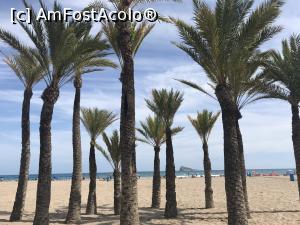 [P12] Plajele Benidormului - la umbra palmierilor pe plaja Poniente » foto by nicole33
 - 
<span class="allrVoted glyphicon glyphicon-heart hidden" id="av1181980"></span>
<a class="m-l-10 hidden" id="sv1181980" onclick="voting_Foto_DelVot(,1181980,7803)" role="button">șterge vot <span class="glyphicon glyphicon-remove"></span></a>
<a id="v91181980" class=" c-red"  onclick="voting_Foto_SetVot(1181980)" role="button"><span class="glyphicon glyphicon-heart-empty"></span> <b>LIKE</b> = Votează poza</a> <img class="hidden"  id="f1181980W9" src="/imagini/loader.gif" border="0" /><span class="AjErrMes hidden" id="e1181980ErM"></span>