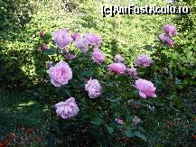 [P16] Multe flori si verdeata » foto by cristisch2003
 - 
<span class="allrVoted glyphicon glyphicon-heart hidden" id="av375157"></span>
<a class="m-l-10 hidden" id="sv375157" onclick="voting_Foto_DelVot(,375157,7889)" role="button">șterge vot <span class="glyphicon glyphicon-remove"></span></a>
<a id="v9375157" class=" c-red"  onclick="voting_Foto_SetVot(375157)" role="button"><span class="glyphicon glyphicon-heart-empty"></span> <b>LIKE</b> = Votează poza</a> <img class="hidden"  id="f375157W9" src="/imagini/loader.gif" border="0" /><span class="AjErrMes hidden" id="e375157ErM"></span>