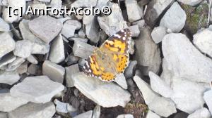 [P34]  -- <small>// FĂRĂ DESCRIERE</small> » foto by silvia tudoran
 - 
<span class="allrVoted glyphicon glyphicon-heart hidden" id="av797254"></span>
<a class="m-l-10 hidden" id="sv797254" onclick="voting_Foto_DelVot(,797254,7916)" role="button">șterge vot <span class="glyphicon glyphicon-remove"></span></a>
<a id="v9797254" class=" c-red"  onclick="voting_Foto_SetVot(797254)" role="button"><span class="glyphicon glyphicon-heart-empty"></span> <b>LIKE</b> = Votează poza</a> <img class="hidden"  id="f797254W9" src="/imagini/loader.gif" border="0" /><span class="AjErrMes hidden" id="e797254ErM"></span>