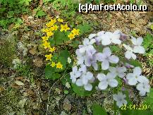 [P03] flori de primavara - nu se vad din masina :) » foto by petrus95
 - 
<span class="allrVoted glyphicon glyphicon-heart hidden" id="av155311"></span>
<a class="m-l-10 hidden" id="sv155311" onclick="voting_Foto_DelVot(,155311,7919)" role="button">șterge vot <span class="glyphicon glyphicon-remove"></span></a>
<a id="v9155311" class=" c-red"  onclick="voting_Foto_SetVot(155311)" role="button"><span class="glyphicon glyphicon-heart-empty"></span> <b>LIKE</b> = Votează poza</a> <img class="hidden"  id="f155311W9" src="/imagini/loader.gif" border="0" /><span class="AjErrMes hidden" id="e155311ErM"></span>