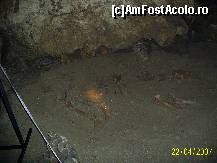 [P07] nelipsitul schelet de ursus speleus » foto by petrus95
 - 
<span class="allrVoted glyphicon glyphicon-heart hidden" id="av155316"></span>
<a class="m-l-10 hidden" id="sv155316" onclick="voting_Foto_DelVot(,155316,7919)" role="button">șterge vot <span class="glyphicon glyphicon-remove"></span></a>
<a id="v9155316" class=" c-red"  onclick="voting_Foto_SetVot(155316)" role="button"><span class="glyphicon glyphicon-heart-empty"></span> <b>LIKE</b> = Votează poza</a> <img class="hidden"  id="f155316W9" src="/imagini/loader.gif" border="0" /><span class="AjErrMes hidden" id="e155316ErM"></span>