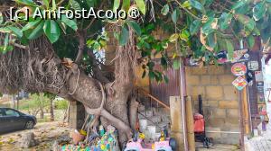 [P26] Un ficus bătrîn ca orașul » foto by k-lator
 - 
<span class="allrVoted glyphicon glyphicon-heart hidden" id="av1425996"></span>
<a class="m-l-10 hidden" id="sv1425996" onclick="voting_Foto_DelVot(,1425996,8053)" role="button">șterge vot <span class="glyphicon glyphicon-remove"></span></a>
<a id="v91425996" class=" c-red"  onclick="voting_Foto_SetVot(1425996)" role="button"><span class="glyphicon glyphicon-heart-empty"></span> <b>LIKE</b> = Votează poza</a> <img class="hidden"  id="f1425996W9" src="/imagini/loader.gif" border="0" /><span class="AjErrMes hidden" id="e1425996ErM"></span>