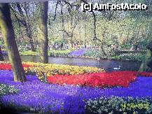 [P01] Olanda - Parcul Keukenhof » foto by popescu.borsa*
 - 
<span class="allrVoted glyphicon glyphicon-heart hidden" id="av195013"></span>
<a class="m-l-10 hidden" id="sv195013" onclick="voting_Foto_DelVot(,195013,8128)" role="button">șterge vot <span class="glyphicon glyphicon-remove"></span></a>
<a id="v9195013" class=" c-red"  onclick="voting_Foto_SetVot(195013)" role="button"><span class="glyphicon glyphicon-heart-empty"></span> <b>LIKE</b> = Votează poza</a> <img class="hidden"  id="f195013W9" src="/imagini/loader.gif" border="0" /><span class="AjErrMes hidden" id="e195013ErM"></span>