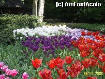 [P12] Olanda - Parcul Keukenhof » foto by popescu.borsa*
 - 
<span class="allrVoted glyphicon glyphicon-heart hidden" id="av195024"></span>
<a class="m-l-10 hidden" id="sv195024" onclick="voting_Foto_DelVot(,195024,8128)" role="button">șterge vot <span class="glyphicon glyphicon-remove"></span></a>
<a id="v9195024" class=" c-red"  onclick="voting_Foto_SetVot(195024)" role="button"><span class="glyphicon glyphicon-heart-empty"></span> <b>LIKE</b> = Votează poza</a> <img class="hidden"  id="f195024W9" src="/imagini/loader.gif" border="0" /><span class="AjErrMes hidden" id="e195024ErM"></span>
