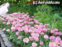 [P13] Olanda - Parcul Keukenhof » foto by popescu.borsa*
 - 
<span class="allrVoted glyphicon glyphicon-heart hidden" id="av195025"></span>
<a class="m-l-10 hidden" id="sv195025" onclick="voting_Foto_DelVot(,195025,8128)" role="button">șterge vot <span class="glyphicon glyphicon-remove"></span></a>
<a id="v9195025" class=" c-red"  onclick="voting_Foto_SetVot(195025)" role="button"><span class="glyphicon glyphicon-heart-empty"></span> <b>LIKE</b> = Votează poza</a> <img class="hidden"  id="f195025W9" src="/imagini/loader.gif" border="0" /><span class="AjErrMes hidden" id="e195025ErM"></span>