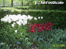[P14] Olanda - Parcul Keukenhof » foto by popescu.borsa*
 - 
<span class="allrVoted glyphicon glyphicon-heart hidden" id="av195026"></span>
<a class="m-l-10 hidden" id="sv195026" onclick="voting_Foto_DelVot(,195026,8128)" role="button">șterge vot <span class="glyphicon glyphicon-remove"></span></a>
<a id="v9195026" class=" c-red"  onclick="voting_Foto_SetVot(195026)" role="button"><span class="glyphicon glyphicon-heart-empty"></span> <b>LIKE</b> = Votează poza</a> <img class="hidden"  id="f195026W9" src="/imagini/loader.gif" border="0" /><span class="AjErrMes hidden" id="e195026ErM"></span>