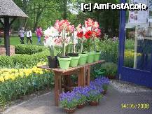 [P16] Olanda - Parcul Keukenhof » foto by popescu.borsa*
 - 
<span class="allrVoted glyphicon glyphicon-heart hidden" id="av195028"></span>
<a class="m-l-10 hidden" id="sv195028" onclick="voting_Foto_DelVot(,195028,8128)" role="button">șterge vot <span class="glyphicon glyphicon-remove"></span></a>
<a id="v9195028" class=" c-red"  onclick="voting_Foto_SetVot(195028)" role="button"><span class="glyphicon glyphicon-heart-empty"></span> <b>LIKE</b> = Votează poza</a> <img class="hidden"  id="f195028W9" src="/imagini/loader.gif" border="0" /><span class="AjErrMes hidden" id="e195028ErM"></span>