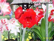 [P17] Olanda - Parcul Keukenhof » foto by popescu.borsa*
 - 
<span class="allrVoted glyphicon glyphicon-heart hidden" id="av195029"></span>
<a class="m-l-10 hidden" id="sv195029" onclick="voting_Foto_DelVot(,195029,8128)" role="button">șterge vot <span class="glyphicon glyphicon-remove"></span></a>
<a id="v9195029" class=" c-red"  onclick="voting_Foto_SetVot(195029)" role="button"><span class="glyphicon glyphicon-heart-empty"></span> <b>LIKE</b> = Votează poza</a> <img class="hidden"  id="f195029W9" src="/imagini/loader.gif" border="0" /><span class="AjErrMes hidden" id="e195029ErM"></span>