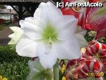 [P18] Olanda - Parcul Keukenhof » foto by popescu.borsa*
 - 
<span class="allrVoted glyphicon glyphicon-heart hidden" id="av195030"></span>
<a class="m-l-10 hidden" id="sv195030" onclick="voting_Foto_DelVot(,195030,8128)" role="button">șterge vot <span class="glyphicon glyphicon-remove"></span></a>
<a id="v9195030" class=" c-red"  onclick="voting_Foto_SetVot(195030)" role="button"><span class="glyphicon glyphicon-heart-empty"></span> <b>LIKE</b> = Votează poza</a> <img class="hidden"  id="f195030W9" src="/imagini/loader.gif" border="0" /><span class="AjErrMes hidden" id="e195030ErM"></span>