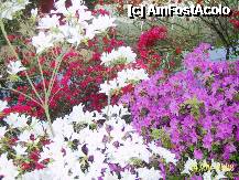 [P24] Olanda - Parcul Keukenhof » foto by popescu.borsa*
 - 
<span class="allrVoted glyphicon glyphicon-heart hidden" id="av195036"></span>
<a class="m-l-10 hidden" id="sv195036" onclick="voting_Foto_DelVot(,195036,8128)" role="button">șterge vot <span class="glyphicon glyphicon-remove"></span></a>
<a id="v9195036" class=" c-red"  onclick="voting_Foto_SetVot(195036)" role="button"><span class="glyphicon glyphicon-heart-empty"></span> <b>LIKE</b> = Votează poza</a> <img class="hidden"  id="f195036W9" src="/imagini/loader.gif" border="0" /><span class="AjErrMes hidden" id="e195036ErM"></span>