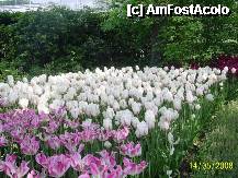 [P27] Olanda - Parcul Keukenhof » foto by popescu.borsa*
 - 
<span class="allrVoted glyphicon glyphicon-heart hidden" id="av195039"></span>
<a class="m-l-10 hidden" id="sv195039" onclick="voting_Foto_DelVot(,195039,8128)" role="button">șterge vot <span class="glyphicon glyphicon-remove"></span></a>
<a id="v9195039" class=" c-red"  onclick="voting_Foto_SetVot(195039)" role="button"><span class="glyphicon glyphicon-heart-empty"></span> <b>LIKE</b> = Votează poza</a> <img class="hidden"  id="f195039W9" src="/imagini/loader.gif" border="0" /><span class="AjErrMes hidden" id="e195039ErM"></span>