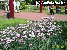 [P28] Olanda - Parcul Keukenhof » foto by popescu.borsa*
 - 
<span class="allrVoted glyphicon glyphicon-heart hidden" id="av195040"></span>
<a class="m-l-10 hidden" id="sv195040" onclick="voting_Foto_DelVot(,195040,8128)" role="button">șterge vot <span class="glyphicon glyphicon-remove"></span></a>
<a id="v9195040" class=" c-red"  onclick="voting_Foto_SetVot(195040)" role="button"><span class="glyphicon glyphicon-heart-empty"></span> <b>LIKE</b> = Votează poza</a> <img class="hidden"  id="f195040W9" src="/imagini/loader.gif" border="0" /><span class="AjErrMes hidden" id="e195040ErM"></span>