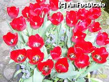 [P03] Olanda - Parcul Keukenhof » foto by popescu.borsa*
 - 
<span class="allrVoted glyphicon glyphicon-heart hidden" id="av195015"></span>
<a class="m-l-10 hidden" id="sv195015" onclick="voting_Foto_DelVot(,195015,8128)" role="button">șterge vot <span class="glyphicon glyphicon-remove"></span></a>
<a id="v9195015" class=" c-red"  onclick="voting_Foto_SetVot(195015)" role="button"><span class="glyphicon glyphicon-heart-empty"></span> <b>LIKE</b> = Votează poza</a> <img class="hidden"  id="f195015W9" src="/imagini/loader.gif" border="0" /><span class="AjErrMes hidden" id="e195015ErM"></span>