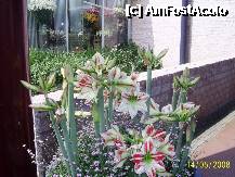 [P32] Olanda - Parcul Keukenhof » foto by popescu.borsa*
 - 
<span class="allrVoted glyphicon glyphicon-heart hidden" id="av195044"></span>
<a class="m-l-10 hidden" id="sv195044" onclick="voting_Foto_DelVot(,195044,8128)" role="button">șterge vot <span class="glyphicon glyphicon-remove"></span></a>
<a id="v9195044" class=" c-red"  onclick="voting_Foto_SetVot(195044)" role="button"><span class="glyphicon glyphicon-heart-empty"></span> <b>LIKE</b> = Votează poza</a> <img class="hidden"  id="f195044W9" src="/imagini/loader.gif" border="0" /><span class="AjErrMes hidden" id="e195044ErM"></span>