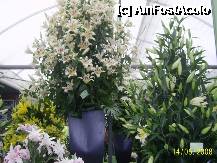 [P35] Olanda - Parcul Keukenhof » foto by popescu.borsa*
 - 
<span class="allrVoted glyphicon glyphicon-heart hidden" id="av195047"></span>
<a class="m-l-10 hidden" id="sv195047" onclick="voting_Foto_DelVot(,195047,8128)" role="button">șterge vot <span class="glyphicon glyphicon-remove"></span></a>
<a id="v9195047" class=" c-red"  onclick="voting_Foto_SetVot(195047)" role="button"><span class="glyphicon glyphicon-heart-empty"></span> <b>LIKE</b> = Votează poza</a> <img class="hidden"  id="f195047W9" src="/imagini/loader.gif" border="0" /><span class="AjErrMes hidden" id="e195047ErM"></span>