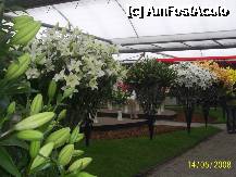 [P36] Olanda - Parcul Keukenhof » foto by popescu.borsa*
 - 
<span class="allrVoted glyphicon glyphicon-heart hidden" id="av195048"></span>
<a class="m-l-10 hidden" id="sv195048" onclick="voting_Foto_DelVot(,195048,8128)" role="button">șterge vot <span class="glyphicon glyphicon-remove"></span></a>
<a id="v9195048" class=" c-red"  onclick="voting_Foto_SetVot(195048)" role="button"><span class="glyphicon glyphicon-heart-empty"></span> <b>LIKE</b> = Votează poza</a> <img class="hidden"  id="f195048W9" src="/imagini/loader.gif" border="0" /><span class="AjErrMes hidden" id="e195048ErM"></span>