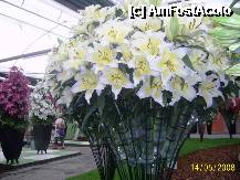 [P38] Olanda - Parcul Keukenhof » foto by popescu.borsa*
 - 
<span class="allrVoted glyphicon glyphicon-heart hidden" id="av195050"></span>
<a class="m-l-10 hidden" id="sv195050" onclick="voting_Foto_DelVot(,195050,8128)" role="button">șterge vot <span class="glyphicon glyphicon-remove"></span></a>
<a id="v9195050" class=" c-red"  onclick="voting_Foto_SetVot(195050)" role="button"><span class="glyphicon glyphicon-heart-empty"></span> <b>LIKE</b> = Votează poza</a> <img class="hidden"  id="f195050W9" src="/imagini/loader.gif" border="0" /><span class="AjErrMes hidden" id="e195050ErM"></span>