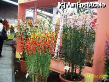 [P39] Olanda - Parcul Keukenhof » foto by popescu.borsa*
 - 
<span class="allrVoted glyphicon glyphicon-heart hidden" id="av195051"></span>
<a class="m-l-10 hidden" id="sv195051" onclick="voting_Foto_DelVot(,195051,8128)" role="button">șterge vot <span class="glyphicon glyphicon-remove"></span></a>
<a id="v9195051" class=" c-red"  onclick="voting_Foto_SetVot(195051)" role="button"><span class="glyphicon glyphicon-heart-empty"></span> <b>LIKE</b> = Votează poza</a> <img class="hidden"  id="f195051W9" src="/imagini/loader.gif" border="0" /><span class="AjErrMes hidden" id="e195051ErM"></span>