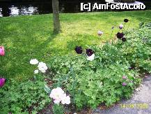 [P41] Olanda - Parcul Keukenhof » foto by popescu.borsa*
 - 
<span class="allrVoted glyphicon glyphicon-heart hidden" id="av195053"></span>
<a class="m-l-10 hidden" id="sv195053" onclick="voting_Foto_DelVot(,195053,8128)" role="button">șterge vot <span class="glyphicon glyphicon-remove"></span></a>
<a id="v9195053" class=" c-red"  onclick="voting_Foto_SetVot(195053)" role="button"><span class="glyphicon glyphicon-heart-empty"></span> <b>LIKE</b> = Votează poza</a> <img class="hidden"  id="f195053W9" src="/imagini/loader.gif" border="0" /><span class="AjErrMes hidden" id="e195053ErM"></span>