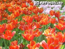 [P46] Olanda - Parcul Keukenhof » foto by popescu.borsa*
 - 
<span class="allrVoted glyphicon glyphicon-heart hidden" id="av195058"></span>
<a class="m-l-10 hidden" id="sv195058" onclick="voting_Foto_DelVot(,195058,8128)" role="button">șterge vot <span class="glyphicon glyphicon-remove"></span></a>
<a id="v9195058" class=" c-red"  onclick="voting_Foto_SetVot(195058)" role="button"><span class="glyphicon glyphicon-heart-empty"></span> <b>LIKE</b> = Votează poza</a> <img class="hidden"  id="f195058W9" src="/imagini/loader.gif" border="0" /><span class="AjErrMes hidden" id="e195058ErM"></span>