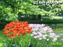 [P47] Olanda - Parcul Keukenhof » foto by popescu.borsa*
 - 
<span class="allrVoted glyphicon glyphicon-heart hidden" id="av195060"></span>
<a class="m-l-10 hidden" id="sv195060" onclick="voting_Foto_DelVot(,195060,8128)" role="button">șterge vot <span class="glyphicon glyphicon-remove"></span></a>
<a id="v9195060" class=" c-red"  onclick="voting_Foto_SetVot(195060)" role="button"><span class="glyphicon glyphicon-heart-empty"></span> <b>LIKE</b> = Votează poza</a> <img class="hidden"  id="f195060W9" src="/imagini/loader.gif" border="0" /><span class="AjErrMes hidden" id="e195060ErM"></span>