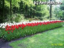 [P48] Olanda - Parcul Keukenhof » foto by popescu.borsa*
 - 
<span class="allrVoted glyphicon glyphicon-heart hidden" id="av195061"></span>
<a class="m-l-10 hidden" id="sv195061" onclick="voting_Foto_DelVot(,195061,8128)" role="button">șterge vot <span class="glyphicon glyphicon-remove"></span></a>
<a id="v9195061" class=" c-red"  onclick="voting_Foto_SetVot(195061)" role="button"><span class="glyphicon glyphicon-heart-empty"></span> <b>LIKE</b> = Votează poza</a> <img class="hidden"  id="f195061W9" src="/imagini/loader.gif" border="0" /><span class="AjErrMes hidden" id="e195061ErM"></span>